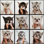 Maine Coon kittens + stamboom/ID garantiecontract, Dieren en Toebehoren, Meerdere dieren, Gechipt, 0 tot 2 jaar