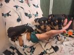Jack Russell pups Black and Tan puppys, Dieren en Toebehoren, Honden | Niet-rashonden, Parvo, 8 tot 15 weken, Meerdere, Meerdere dieren