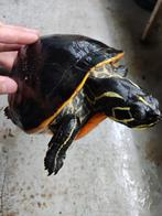 Prachtige schildpadden voor in de vijver, diverse maten, Dieren en Toebehoren, Reptielen en Amfibieën