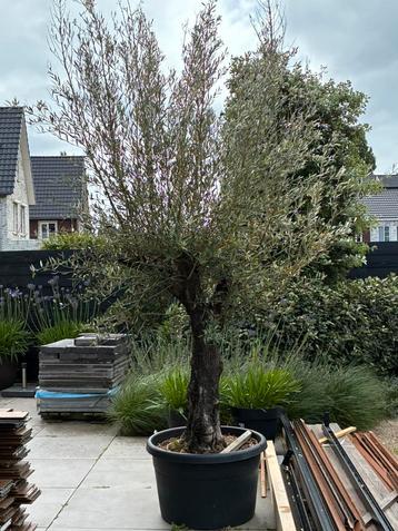 Olijfboom olea europea dikke stam nieuw beschikbaar voor biedingen