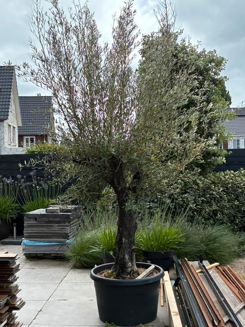 Olijfboom olea europea dikke stam nieuw, Tuin en Terras, Planten | Bomen, Olijfboom, 100 tot 250 cm, Volle zon, Zomer, In pot