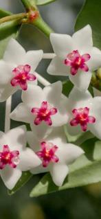 Hoya bella, In pot, Minder dan 100 cm, Bloeiende kamerplant, Halfschaduw