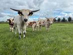 3 longhorn stieren, Dieren en Toebehoren, Mannelijk