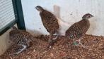 4 jonge lady amherstfazanten, Dieren en Toebehoren, Overige soorten