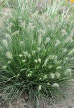 Mooie Lampenpoetsersgras (Pennisetum) planten te koop!, Tuin en Terras, Planten | Tuinplanten, Ophalen, Volle zon, Vaste plant