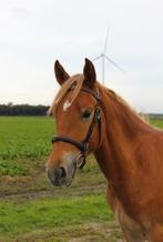 Stoere D pony, Dieren en Toebehoren, Pony's, Ruin, Zadelmak, D pony (1.37m tot 1.48m), 3 tot 6 jaar