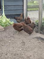 Te koop 4 wyandotte hennen roodpatrijs, Dieren en Toebehoren, Pluimvee, Vrouwelijk, Kip
