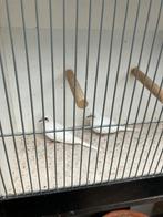 Witte diamant Duiven, Dieren en Toebehoren, Vogels | Overige Vogels, Mannelijk