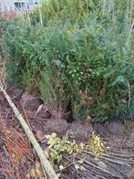 B-keus taxus baccata 100cm, Ophalen, Taxus, 100 tot 250 cm