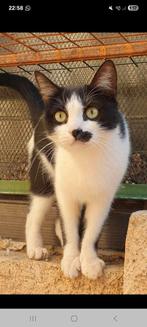 Leuke oreo zoekt baasje, Dieren en Toebehoren, Katten en Kittens | Overige Katten, Kater, Kortharig, 3 tot 5 jaar