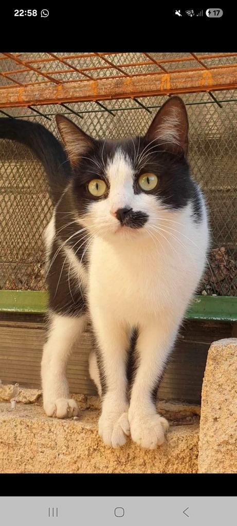 Leuke oreo zoekt baasje, Dieren en Toebehoren, Katten en Kittens | Overige Katten, Kortharig, Kater, 3 tot 5 jaar