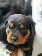 Prachtig mooie Rotweiler pups te koop!, Dieren en Toebehoren, 8 tot 15 weken, CDV (hondenziekte), Meerdere, Meerdere dieren