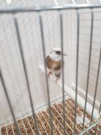 Parva putter eaglehead pop 2023, Dieren en Toebehoren, Vrouwelijk, Wildzangvogel