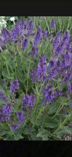 Te koop vaste plant Salvia nemorosa ‘Mainacht’, Ophalen, Zomer, Overige soorten, Volle zon