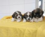 boomer pups kruising maltezer shih tzu lhasa apso maltipoo, CDV (hondenziekte), Meerdere, 8 tot 15 weken, Meerdere dieren