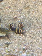 St helena slakken( slak etende slakken), Dieren en Toebehoren, Vissen | Aquariumvissen, Slak of Weekdier