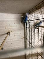 Rosella blauw, Dieren en Toebehoren, Vogels | Parkieten en Papegaaien