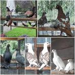 Div.soorten Fazanten-Eenden-Duiven-Kippen-Pauwen-Patrijs-ect, Dieren en Toebehoren, Meerdere dieren, Geringd