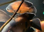 Pauwogen, Dieren en Toebehoren, Vis