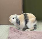 Konijn, Dieren en Toebehoren, Konijnen, Vrouwelijk, Middelgroot, 0 tot 2 jaar