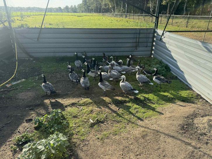 Watervogels/kraanvogels, Dieren en Toebehoren, Vogels | Overige Vogels, Meerdere dieren