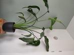 Mooie grote kamerplant, Huis en Inrichting, Kamerplanten, Ophalen, Overige soorten, In pot, 150 tot 200 cm
