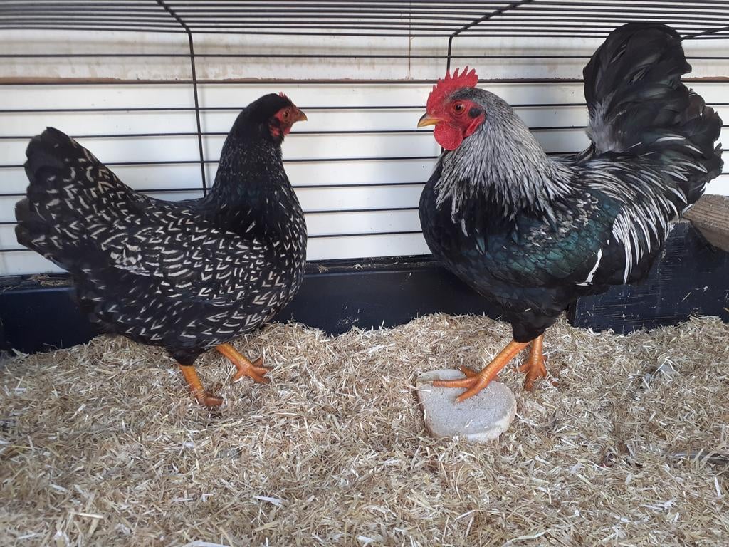 Barnevelder kriel haan en heen in een bijzondere kleurslag., Dieren en Toebehoren, Pluimvee, Meerdere dieren, Kip