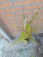 Winter jasmijn, Ophalen of Verzenden, Overige soorten