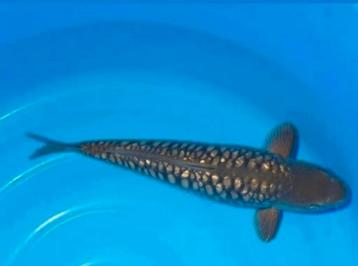 Schitterende aragoke hirasawa  ( ideaal voor koishow uniek)  beschikbaar voor biedingen