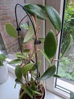 Hoya Bhutanica stekjes, Ophalen, Overige soorten, Minder dan 100 cm