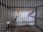 Koppel harlekijnen, Meerdere dieren, Kleurkanarie