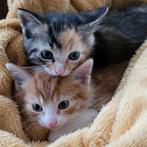 Kittens, Dieren en Toebehoren, Katten en Kittens | Overige Katten, Meerdere dieren
