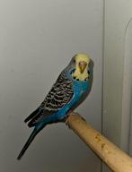 Split Blackface split blackwing split dunfelo vrouw, Vrouwelijk, Parkiet, Geringd