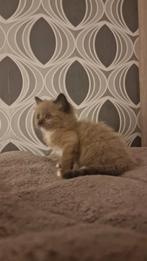 Ragdoll kittens mogen nest verlaten