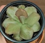 Pinguicula (vetblad), Ophalen of Verzenden, Volledige schaduw, Minder dan 100 cm