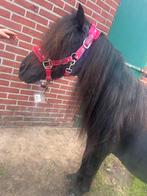 Lieve 1e premie kroon merrie, wandel pony., Dieren en Toebehoren, Pony's, Merrie, Gechipt, Zadelmak, A pony (tot 1.17m)