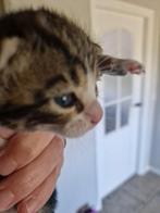 Super mooie en lieve kittens, Dieren en Toebehoren, Katten en Kittens | Overige Katten, Meerdere dieren