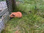 Cavia beertje, Dieren en Toebehoren, Knaagdieren, Oktober, Mannelijk, Cavia