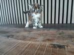 Maine coon kittens, Meerdere dieren, Gechipt, 0 tot 2 jaar