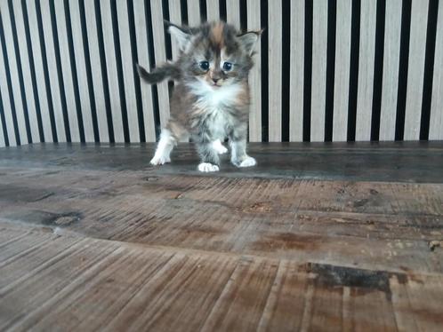 Maine coon kittens, Dieren en Toebehoren, Katten en Kittens | Raskatten | Langhaar, Meerdere dieren, 0 tot 2 jaar, Gechipt, Ontwormd