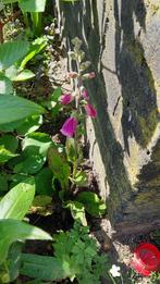 Vingerhoedskruid (Digitalis purpurea 'Gloxiniiflora'), Tweejarig, Halfschaduw, Zomer, Ophalen