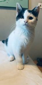 Kitten - Juliëtte, Dieren en Toebehoren, Katten en Kittens | Overige Katten, Poes