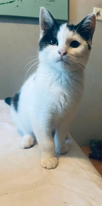Kitten - Juliëtte beschikbaar voor biedingen