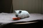 1 witte California cavia, Dieren en Toebehoren, Knaagdieren, Cavia, Mannelijk, Tam, Oktober