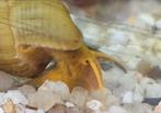 Sulawesi tylomelania olifantslakken, Dieren en Toebehoren, Slak of Weekdier, Zoetwatervis, Schoolvis