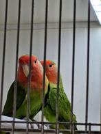 Agapornis Roseicollis, Dieren en Toebehoren, Vogels | Parkieten en Papegaaien, Meerdere dieren, Dwergpapegaai of Agapornis, Geringd