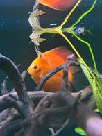 Discus koppel (prijs per koppel), Vis
