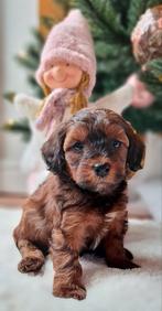 🩵🩷🩵Prachtige sociale mini labradoodle pups 🩵🩷🩵 doodle, Dieren en Toebehoren, Honden | Chihuahua's en Gezelschapshonden, Overige rassen