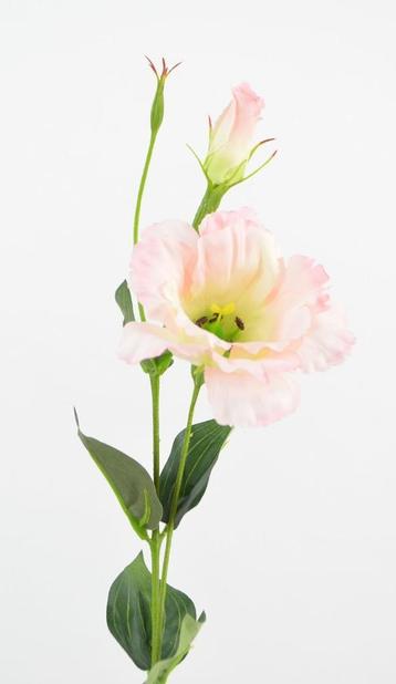 LISIANTHUS - ZACHT ROZE beschikbaar voor biedingen
