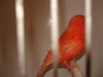 ( 4 ) Mooie Rood Schimmel man, Dieren en Toebehoren, Vogels | Kanaries, Kleurkanarie, Mannelijk
